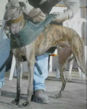 Bartolo de los Sánchez