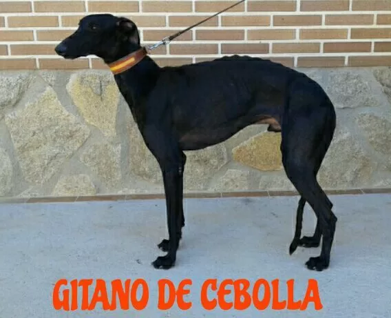 Gitano de Cebolla