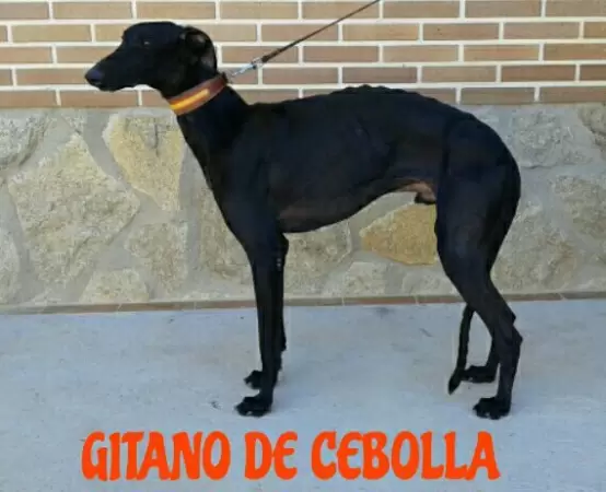 Gitano de Cebolla