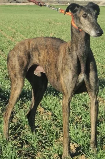 Pirri de Mocejón