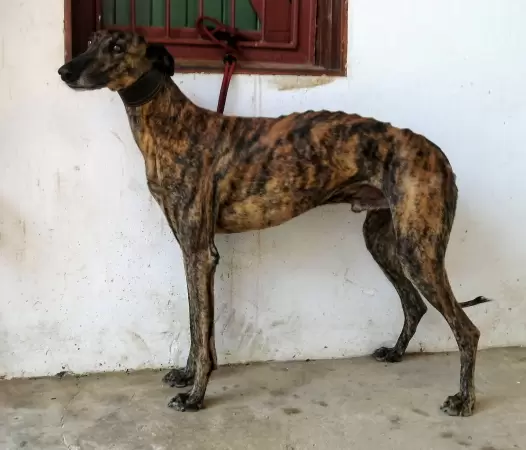 Ballenato de Manzanedo