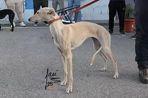 REINA DE LOS 3 PEREZ